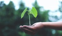 Umas mãos segurando uma planta verde